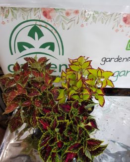 1587205264.jpeg 1587205264.jpeg