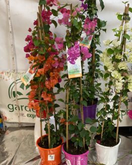 1588715686.jpeg 1588715686.jpeg